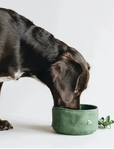 Folding Canvas Dog Bowl